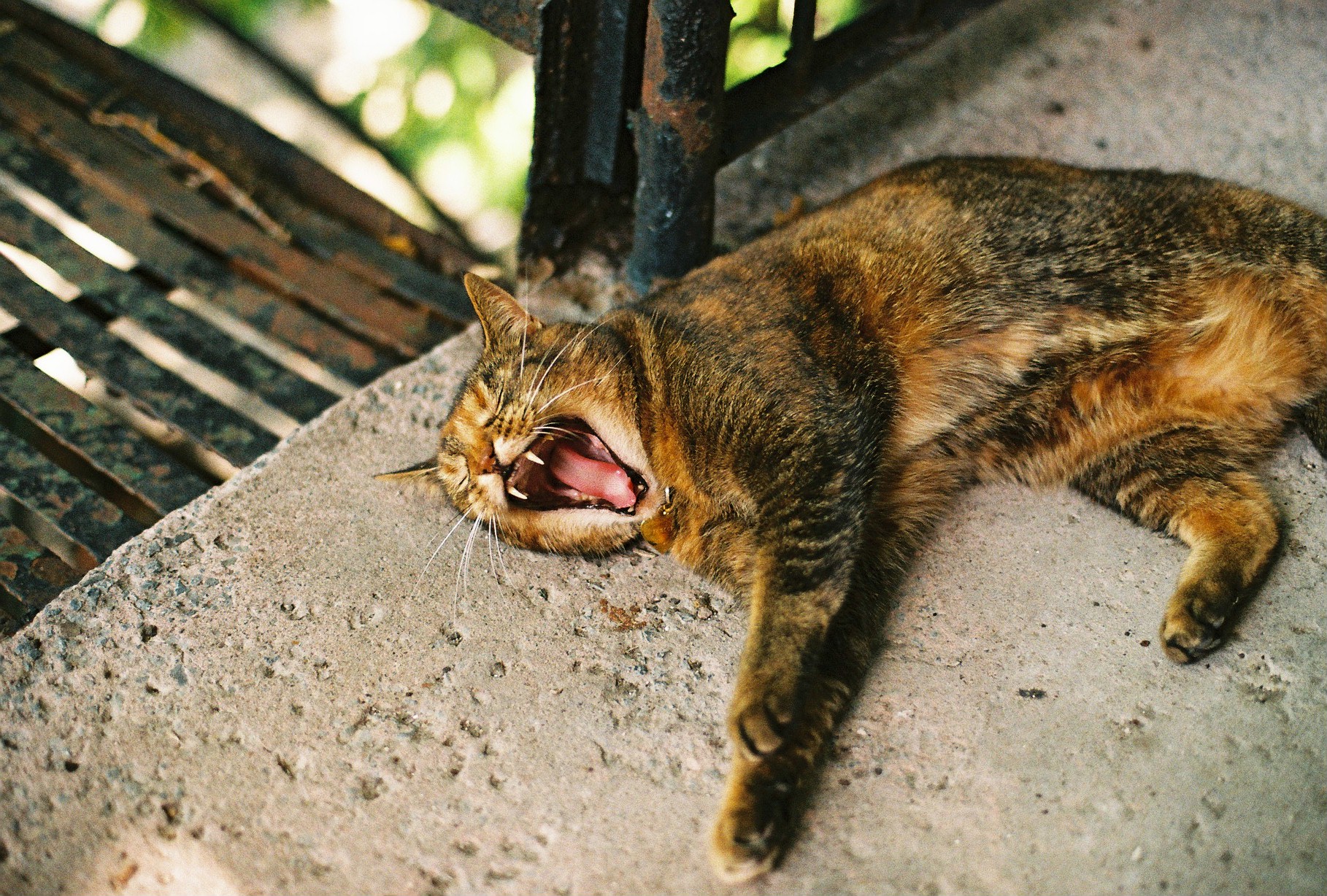 cat yawning